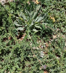 Anchonium billardierei