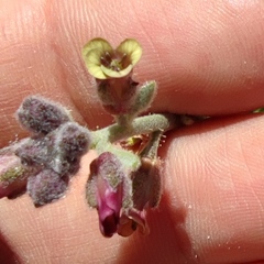 Anchonium billardierei