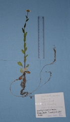 Arabis eschscholtziana