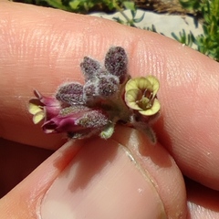 Anchonium billardierei