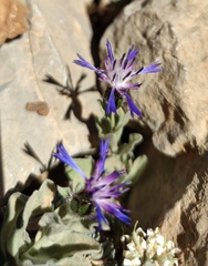 Centaurea axillaris
