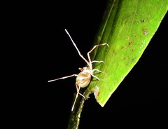 Amyciaea albomaculata
