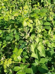 Aristolochia clematitis
