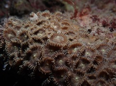 Palythoa heliodiscus