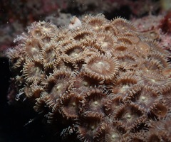 Palythoa heliodiscus