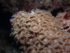 Palythoa heliodiscus