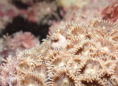 Palythoa heliodiscus