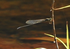 Pseudagrion indicum