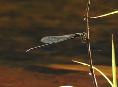 Pseudagrion indicum