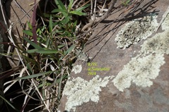 Leuronotina