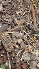 Cornu aspersum