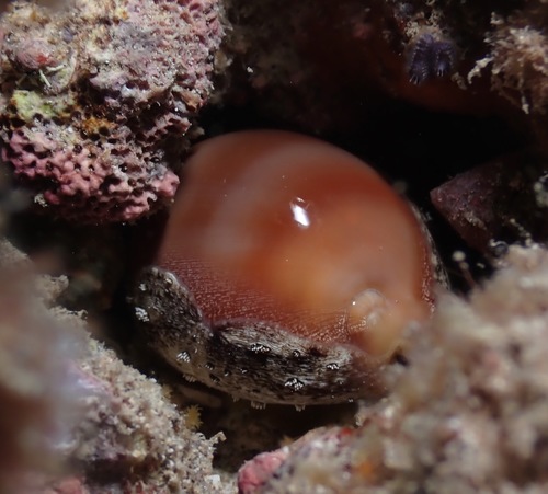 Lyncina sulcidentata observed 2022-06-03