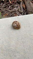 Cornu aspersum