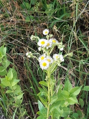 Erigeron annuus