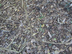 Secamone gerrardii