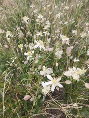 Clematis songorica