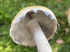 Psilocybe chuxiongensis