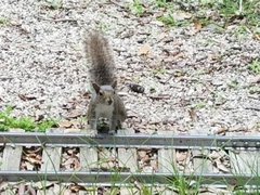 Sciurus carolinensis