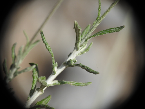 Image of Phagnalon graecum by (c) Yves Bas, some rights reserved (CC BY)