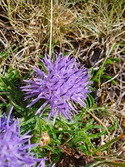 Carthamus mitissimus