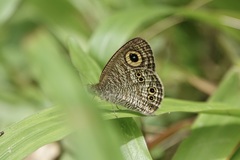 Ypthima stellera