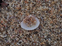 Chioneryx cardioides