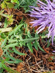 Carthamus mitissimus