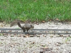 Sciurus carolinensis