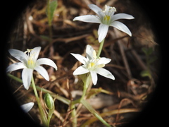 Ornithogalum collinum