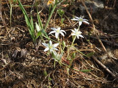 Ornithogalum collinum