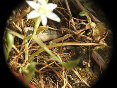 Ornithogalum collinum