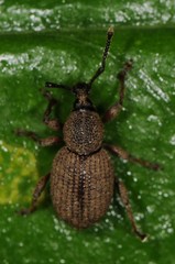 Otiorhynchus singularis