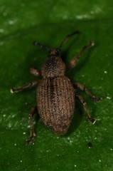 Otiorhynchus singularis