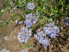 Ceanothus parvifolius