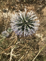 Echinops spinosissimus