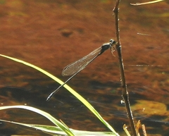 Pseudagrion indicum