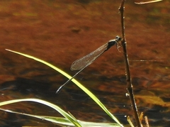 Pseudagrion indicum