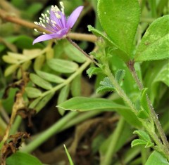 Cleome felina