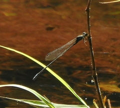 Pseudagrion indicum