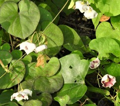 Oxystelma esculentum