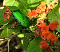 Heterorrhina elegans