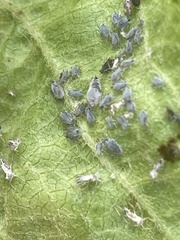 Rhopalosiphina