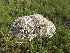 Allium nigrum