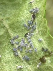 Rhopalosiphina