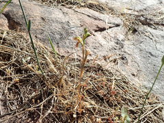 Pterostylis ferruginea