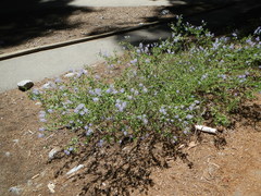 Ceanothus parvifolius