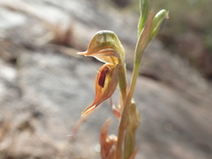 Pterostylis ferruginea