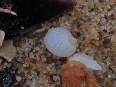 Vanikoro sigaretiformis