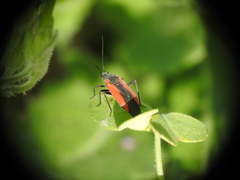 Dionconotus neglectus major