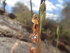 Pterostylis ferruginea